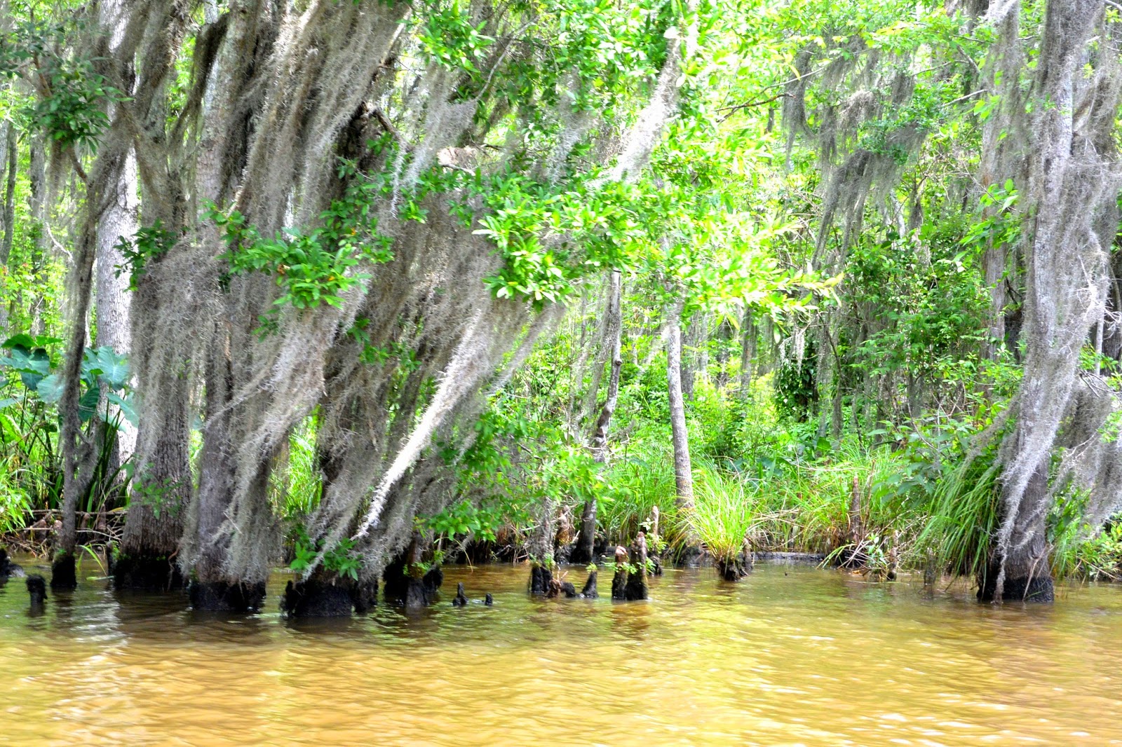 honey island swamp tour