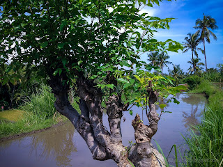 Natural Wild Santen Tree Grows View In The Rice Fields On A Sunny Day At Ringdikit Village, North Bali, Indonesia