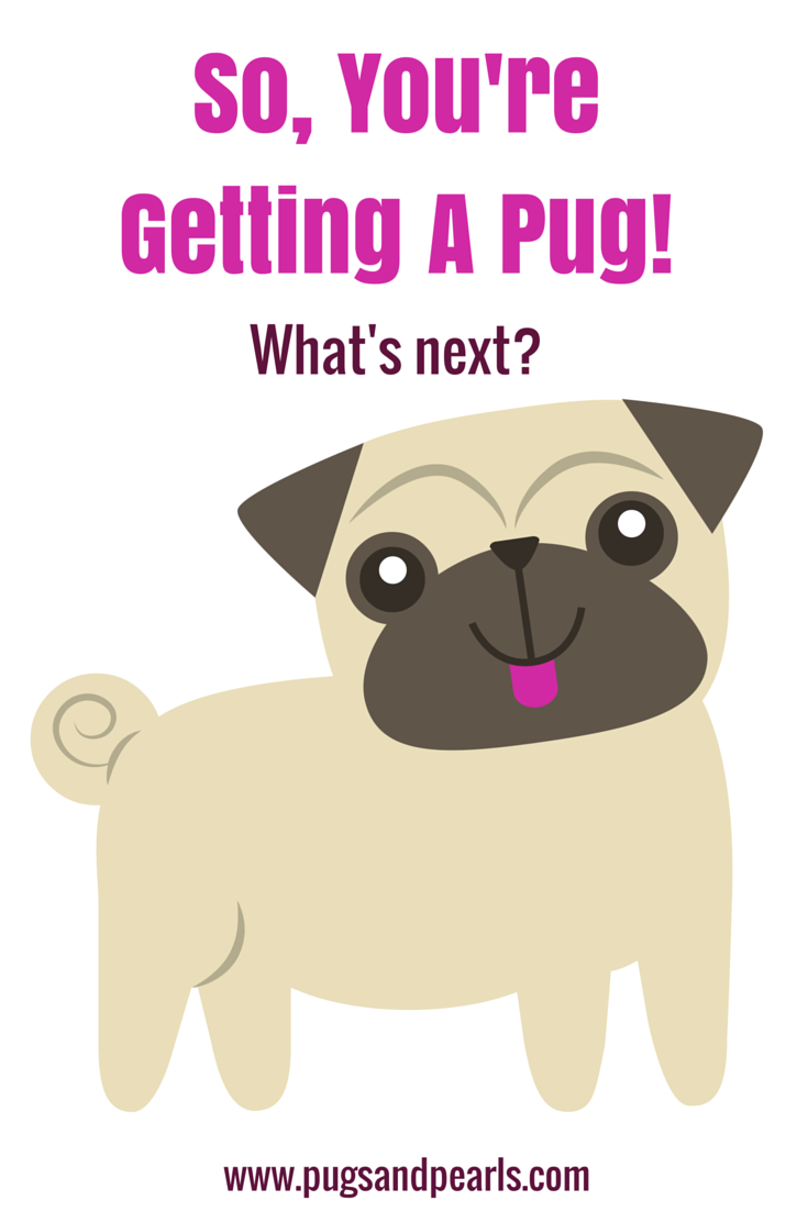 getting a pug pugs pearls so you re getting a pug getting a pug pugs pearls so you re getting a pug