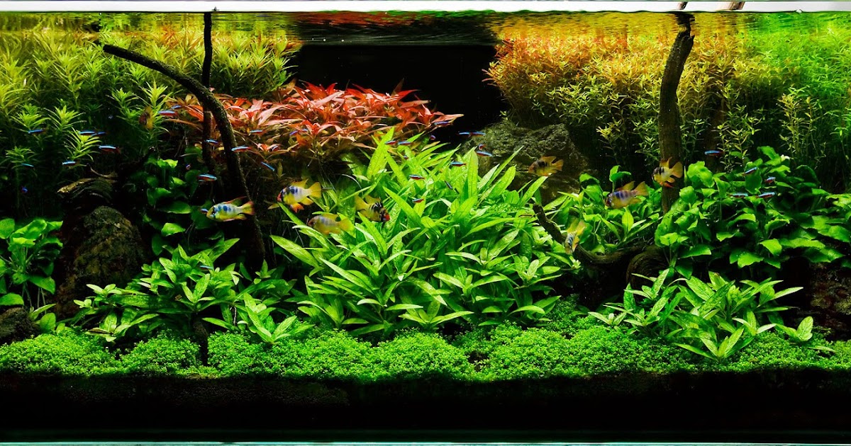 Remove Algae from Aquarium glass Aquarium's Care