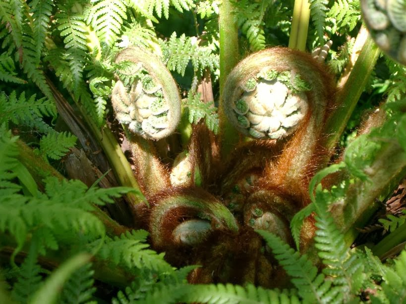 HOW TO WATER TREE FERNS The Garden of Eaden