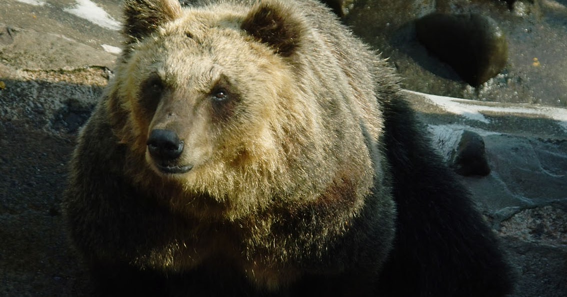 Abe's Animals: Japan's largest animals