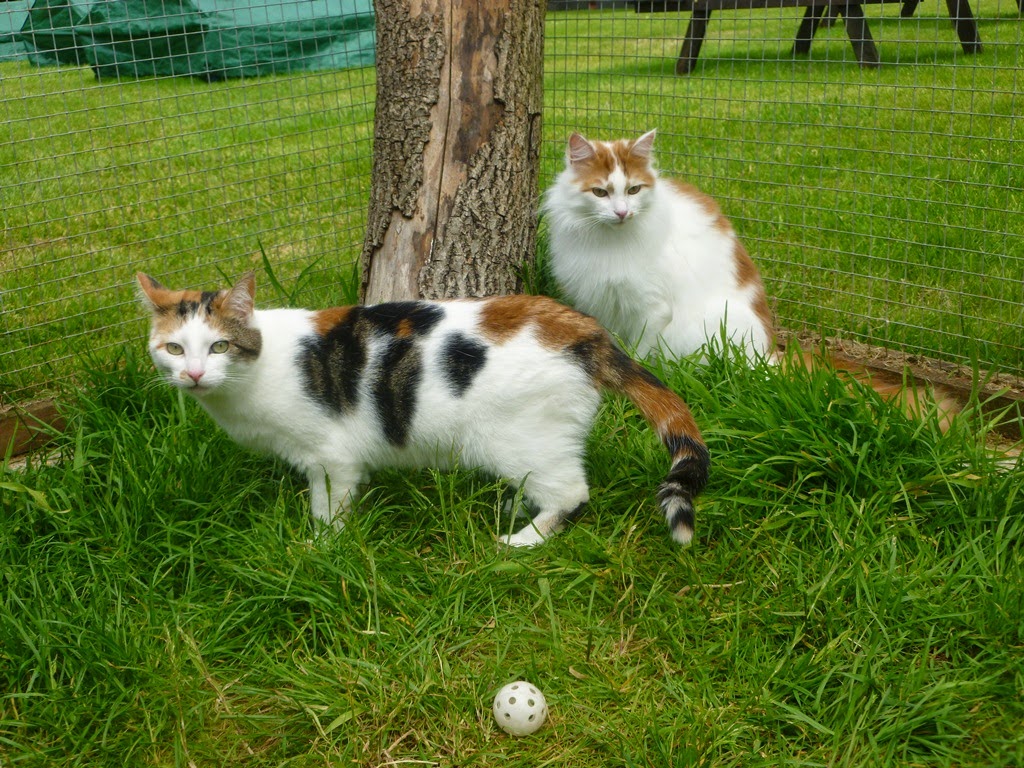 Cats Protection Exeter Axhayes Adoption Centre your new