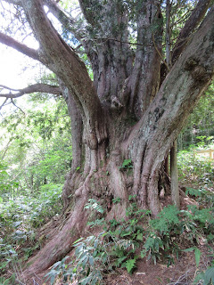 Hirayu