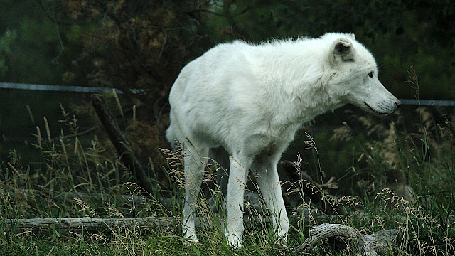 A wolf stretches after a snooze... A wolf stretches after a snooze...