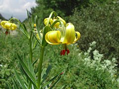 Flors dels Pirineus (web)