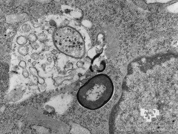 Celularízate: Técnicas de observación de orgánulos celulares