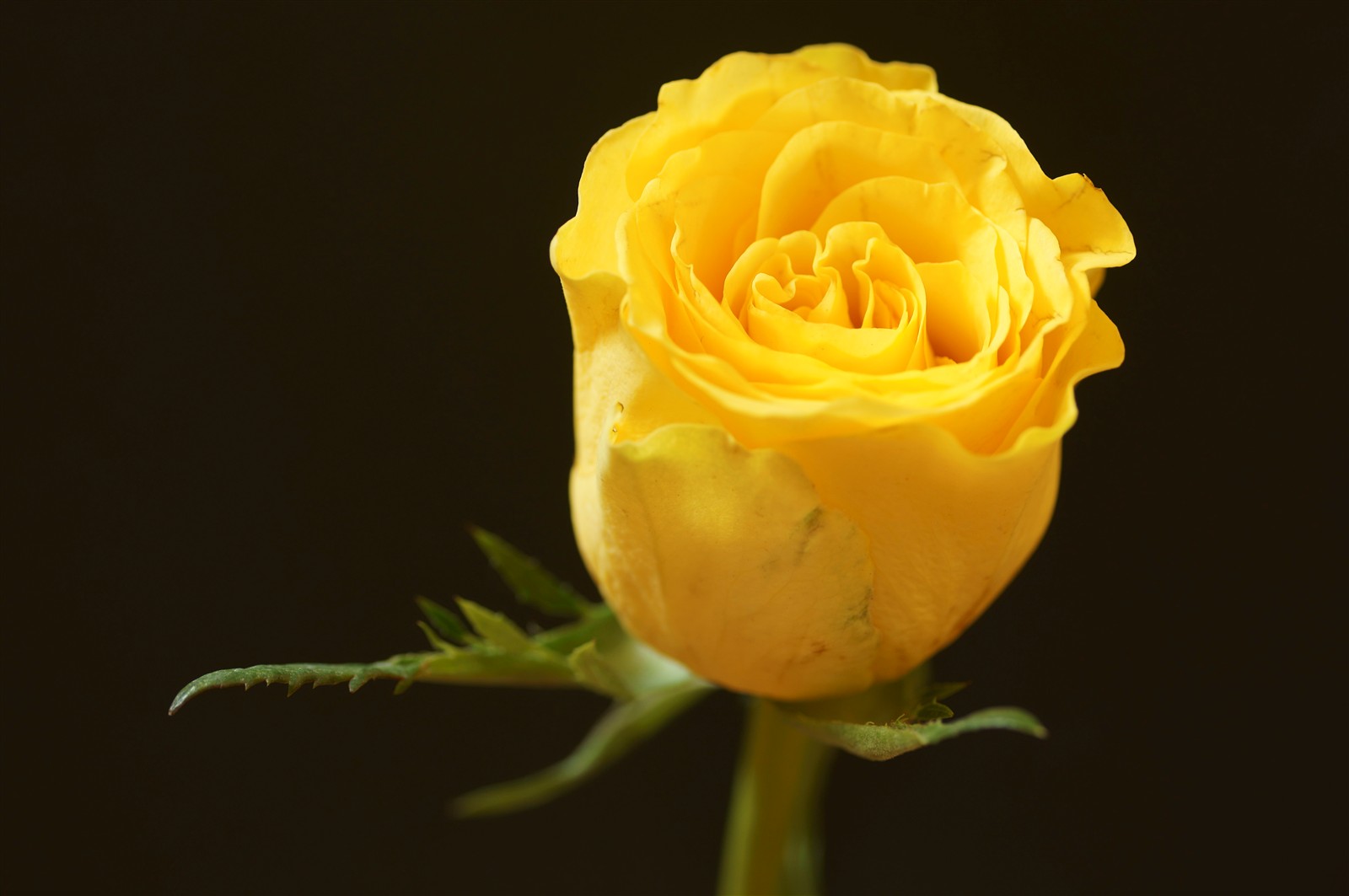 Rose HD Wallpapers (High Definition) Free Background Rose HD Wallpapers (High Definition) Free Background