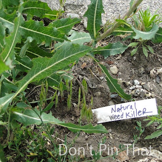 Don't Pin That: All Natural Weed Killer