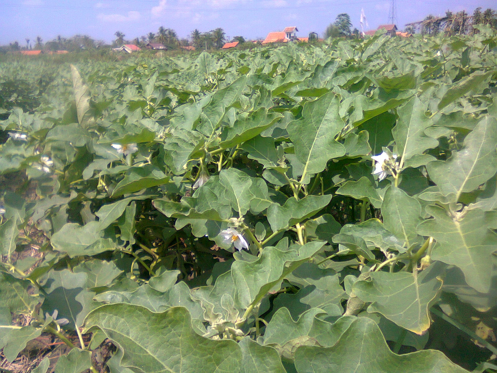 Foto Tanaman TERONG yang Sudah Buah - Rumah Petani