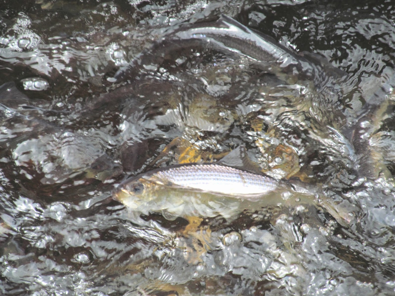 Elaine's Creative Works Middleboro's Herring Run Festival at Oliver