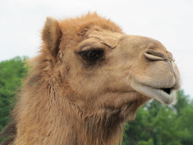 Camel at Creation Museum