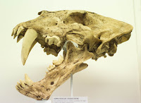 Mandíbula Homotherium