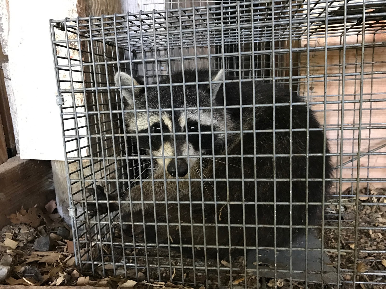 My Rotten Dogs: Live Releasing the Raccoon that Killed My Chickens