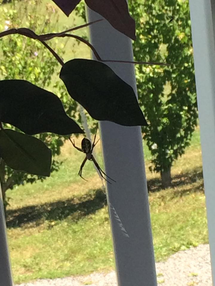 spider with yellow spots on its back