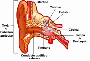 Equilibrio del equilibrio del oído