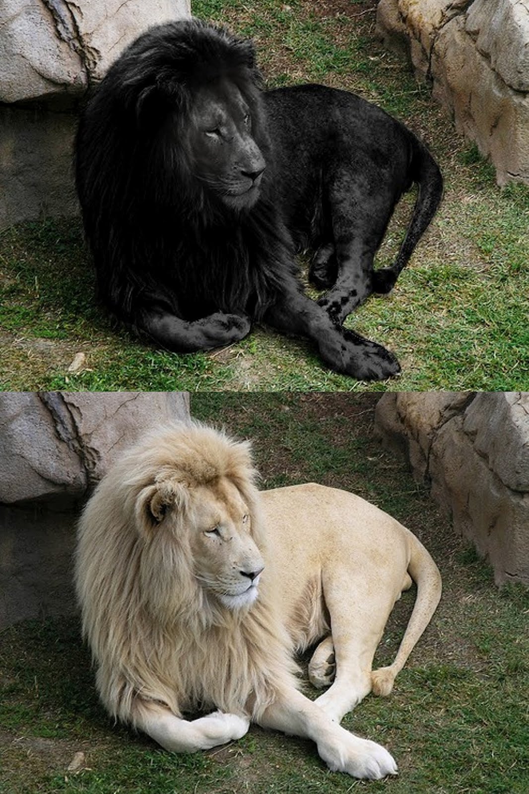 ShukerNature: BLACK LIONS - MANIPULATION, MELANISM, AND MOZAICISM