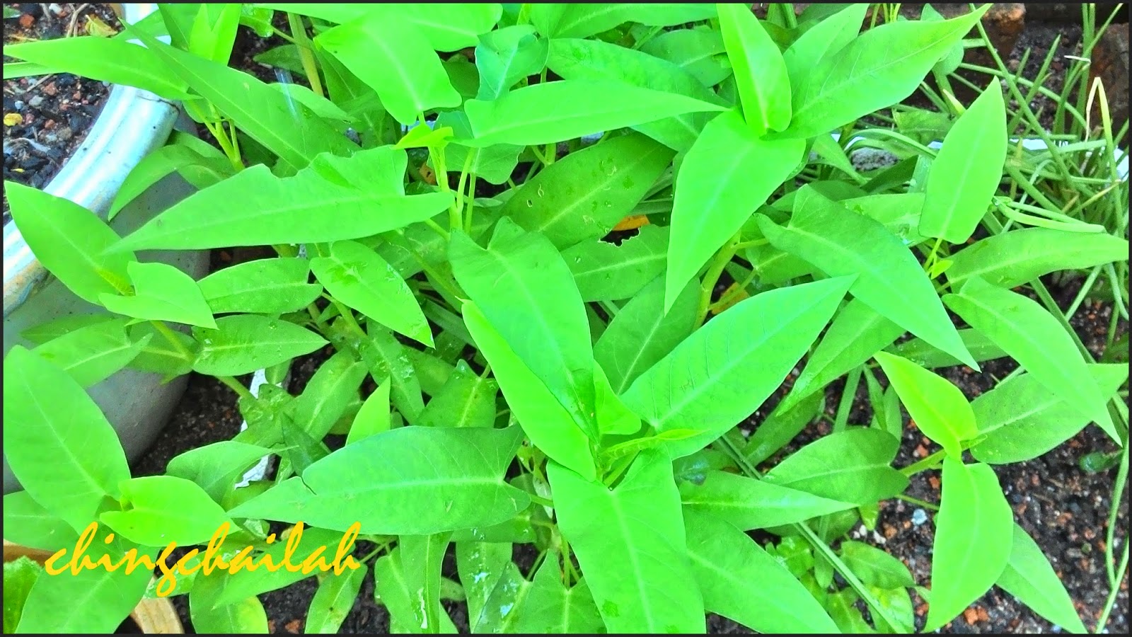 Simple Living In Nancy HOW I GROW CHINESE SPINACH (KANGKONG) IN MY GARDEN