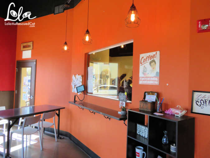 Orlando Cat Cafe|Cat Cafes