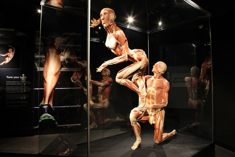 http://bodyworlds.nl/en/