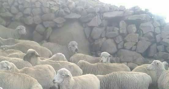 Featured image of post Sonhar Com Carneiro Preto