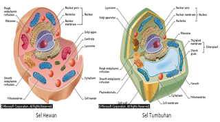 SEL HEWAN DAN SEL TUMBUHAN DOWNLOAD SEL HEWAN DAN SEL TUMBUHAN DOWNLOAD