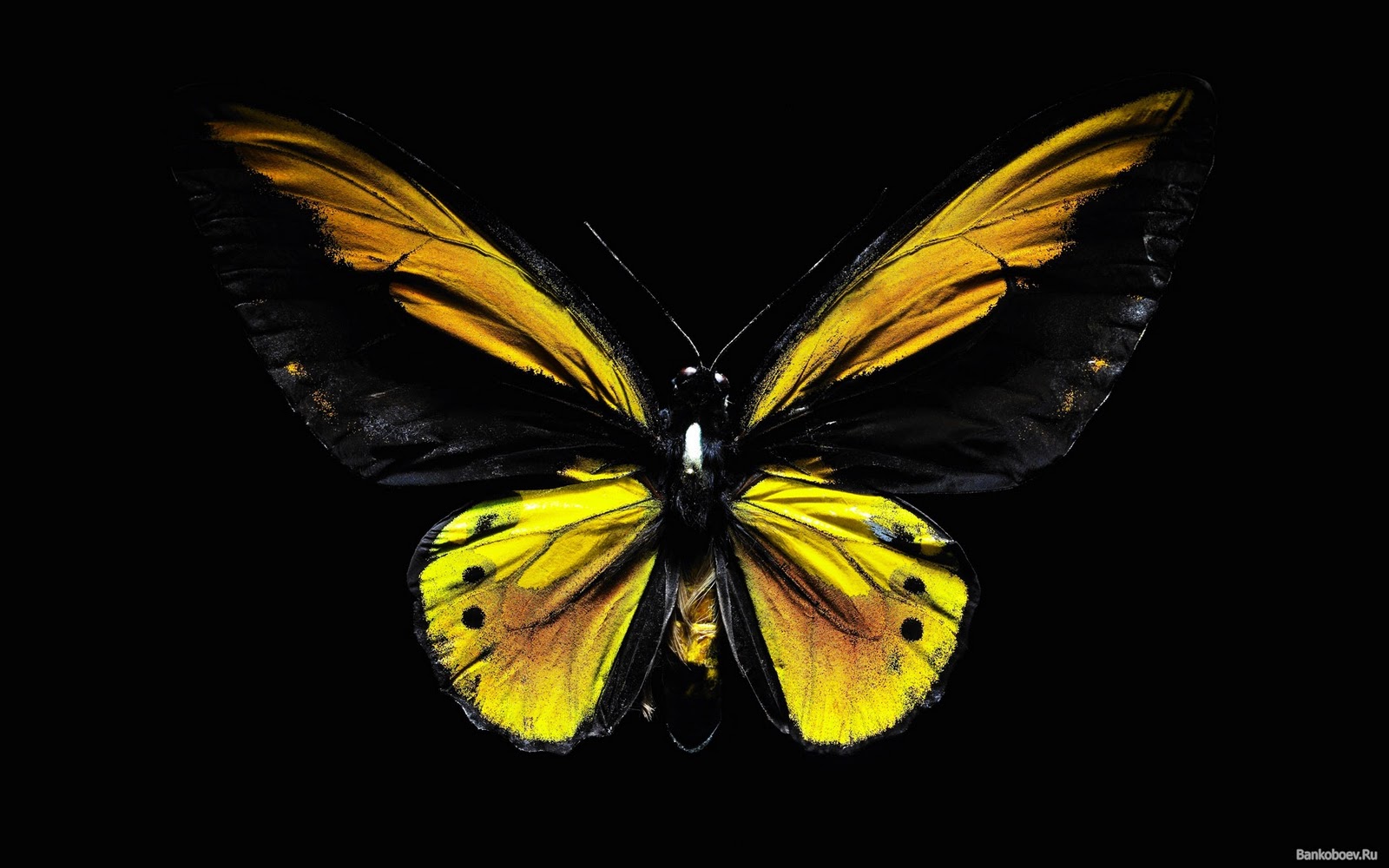 Black Yellow Butterfly Computer Screen Saver. PC Desktop Wallpaper.