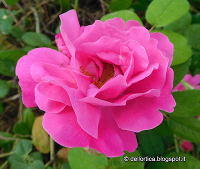 Rosa gallica officinalis Rosa gallica officinalis orto erbe officinali confetture tisane sali aromatici ghirlande lavanda alla fattoria didattica dell ortica a Savigno Valsamoggia Bologna in Appennino vicino Zocca