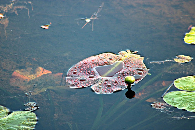 Lily pad