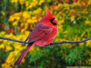 bird wallpapers | birds pictures | beautiful red bird sittin on a tree