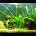 Silk Aquarium Plants to Decorate your Fish Tank