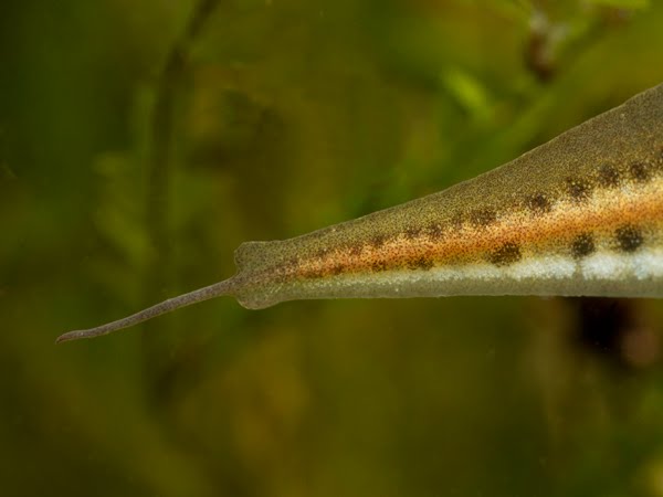 Anfíbios & Répteis: Tritão-palmado (Lissotriton helveticus)