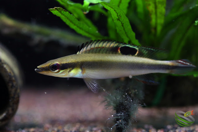 Crenicichla notophthalmus from Rio Negro system