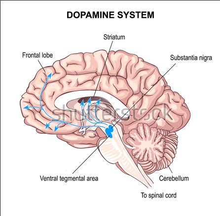 dopamine definition, dopamine function, dopamine agonist, dopamine receptors, dopamine antagonist, Having same terms, dopamine, what is dopamine, dopamine definition, dopamine function, dopamine agonist 