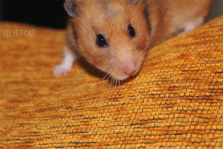 hamster comun fotografia mascotas