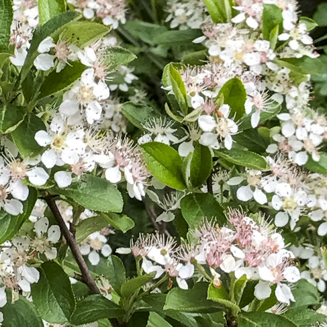 aronia aronia