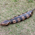 Mengenal Tsuchinoko, Monster Ular Berekor Tikus dari Jepang Mengenal Tsuchinoko, Monster Ular Berekor Tikus dari Jepang