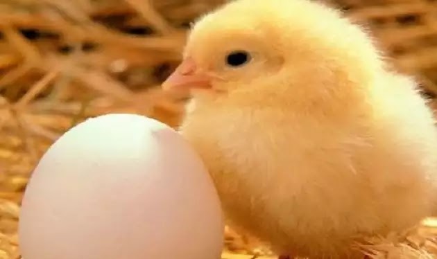 Η γέννηση ενός κοτόπουλου έξω από το αβγό -Το πείραμα μαθητών που έγινε viral (βίντεο)