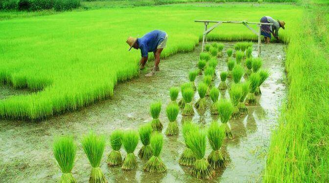 Pengertian Dan Lingkup Teknik Budidaya Tanaman Agro Eksplor