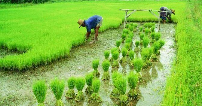 Pengertian Dan Lingkup Teknik Budidaya Tanaman Agro Eksplor