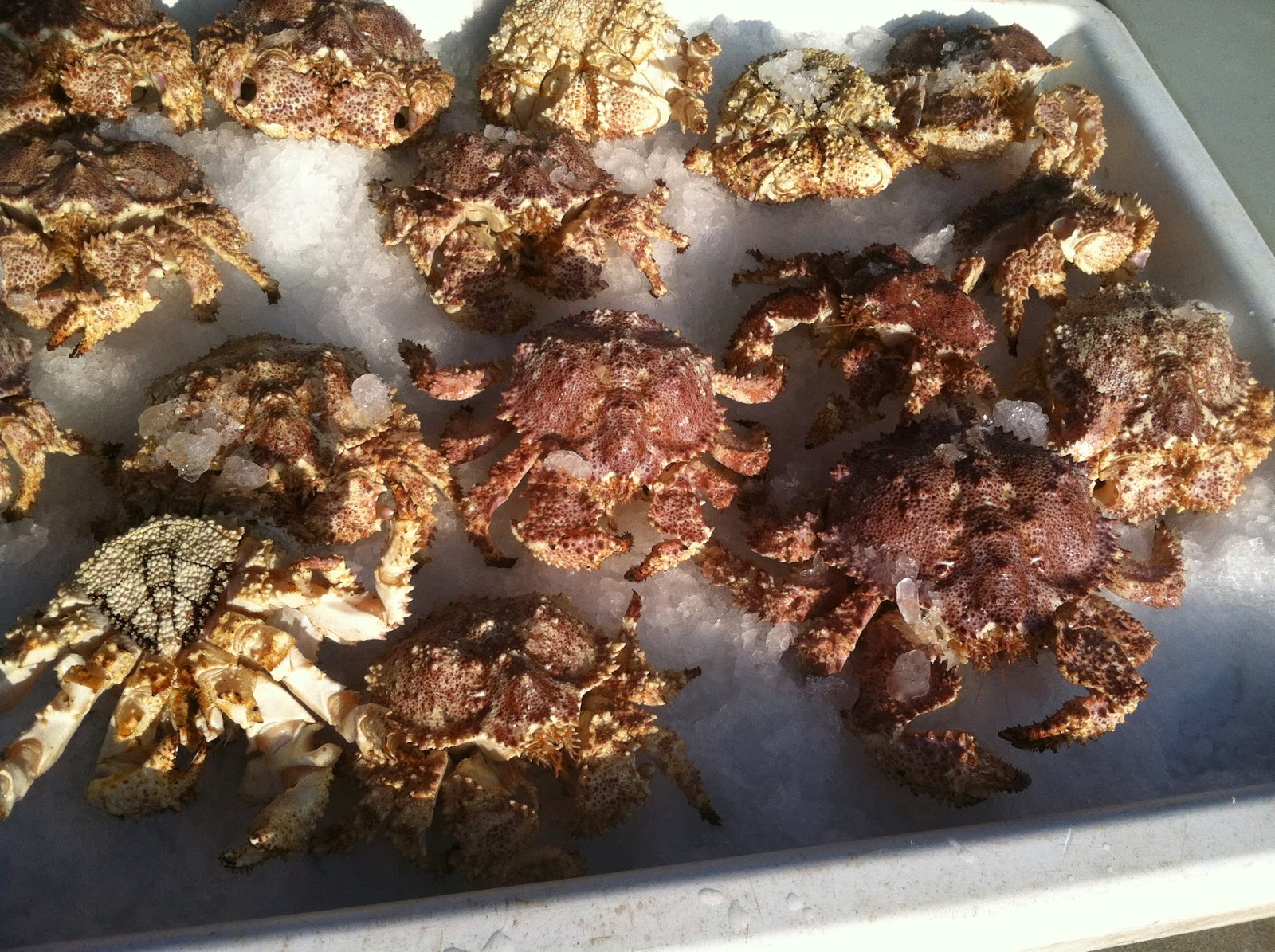 The Backyard Gourmand San Diego Tuna Harbor Dockside Market