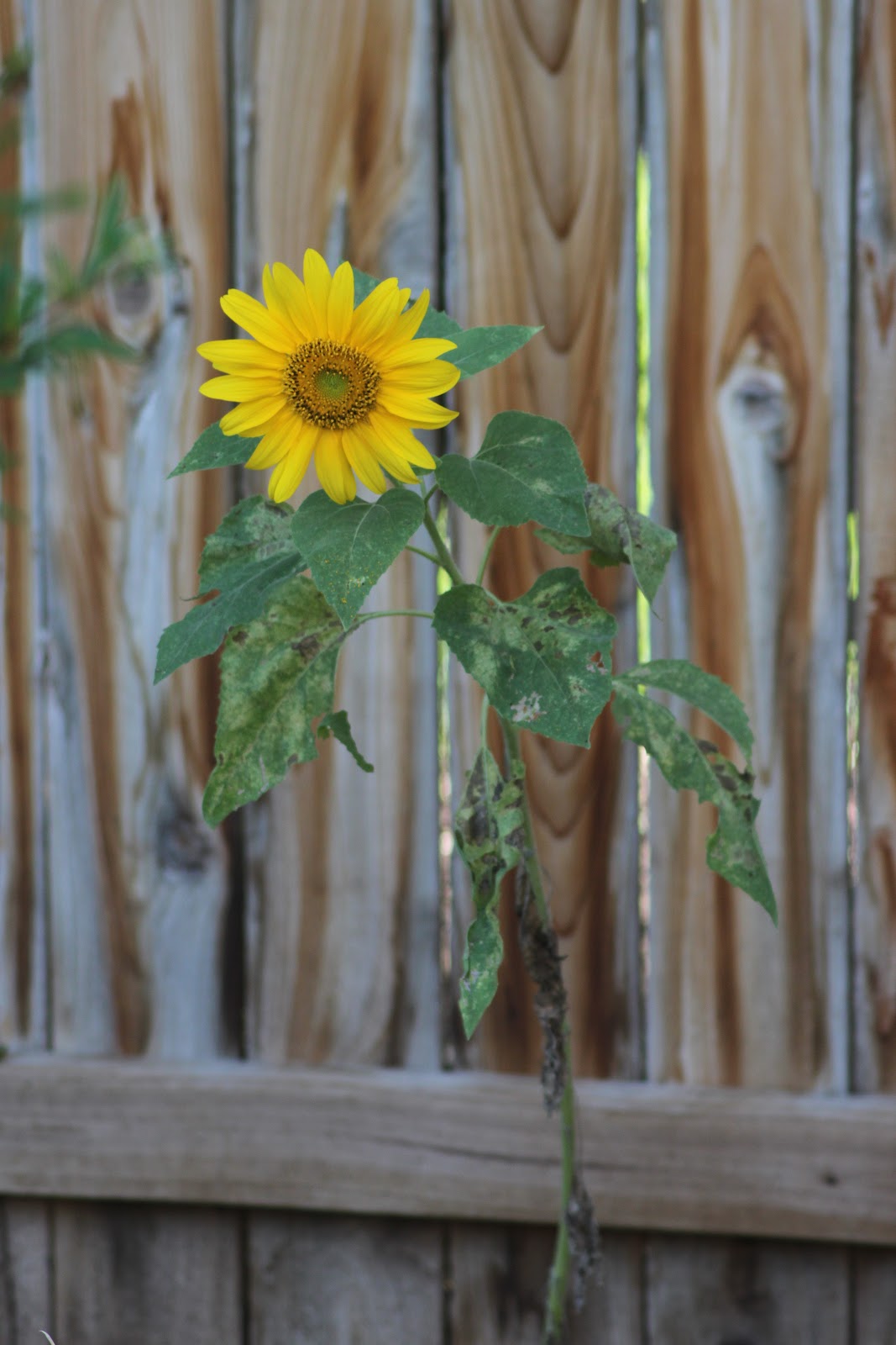 RockOakDeer Sunflowers and gardening optimism