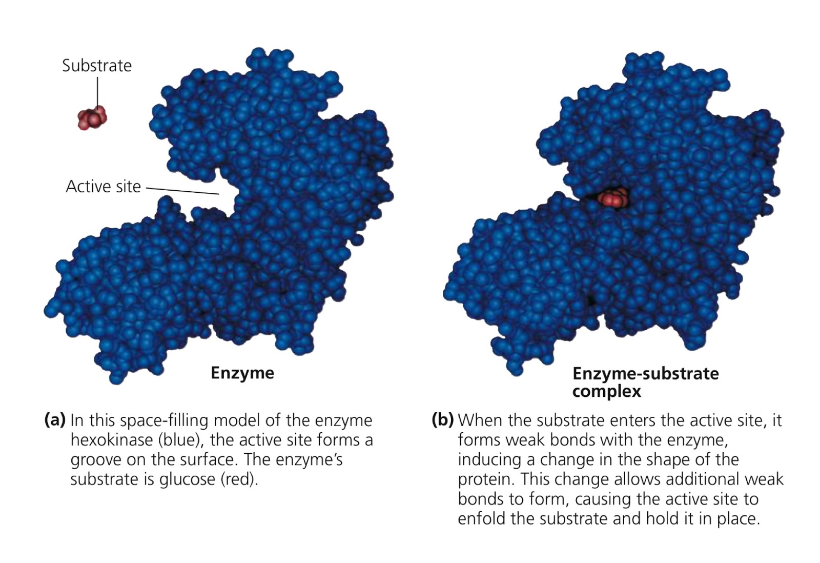 Action site. Enzyme Active site. Enzyme substrate interaction. Субстрат амилазы. The Active Center of the Enzyme.