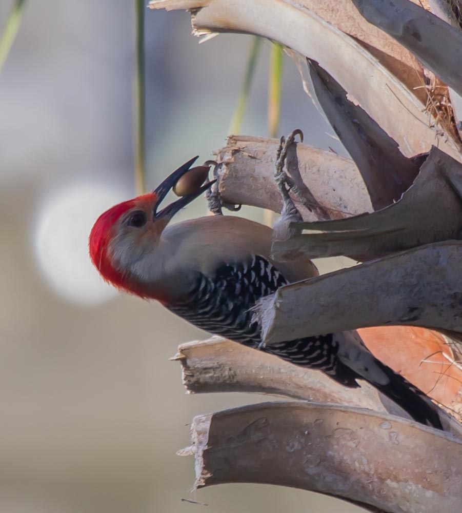 T & L Adventures Redbellied Woodpeckers from our deck