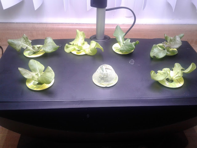 Aerogarden salad 14 days Aerogarden salad 14 days
