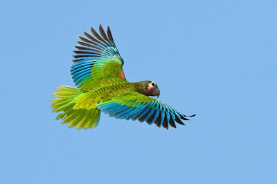 Perroquet en vol à Caimans