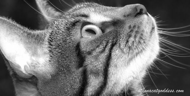 tabby profile in black and white