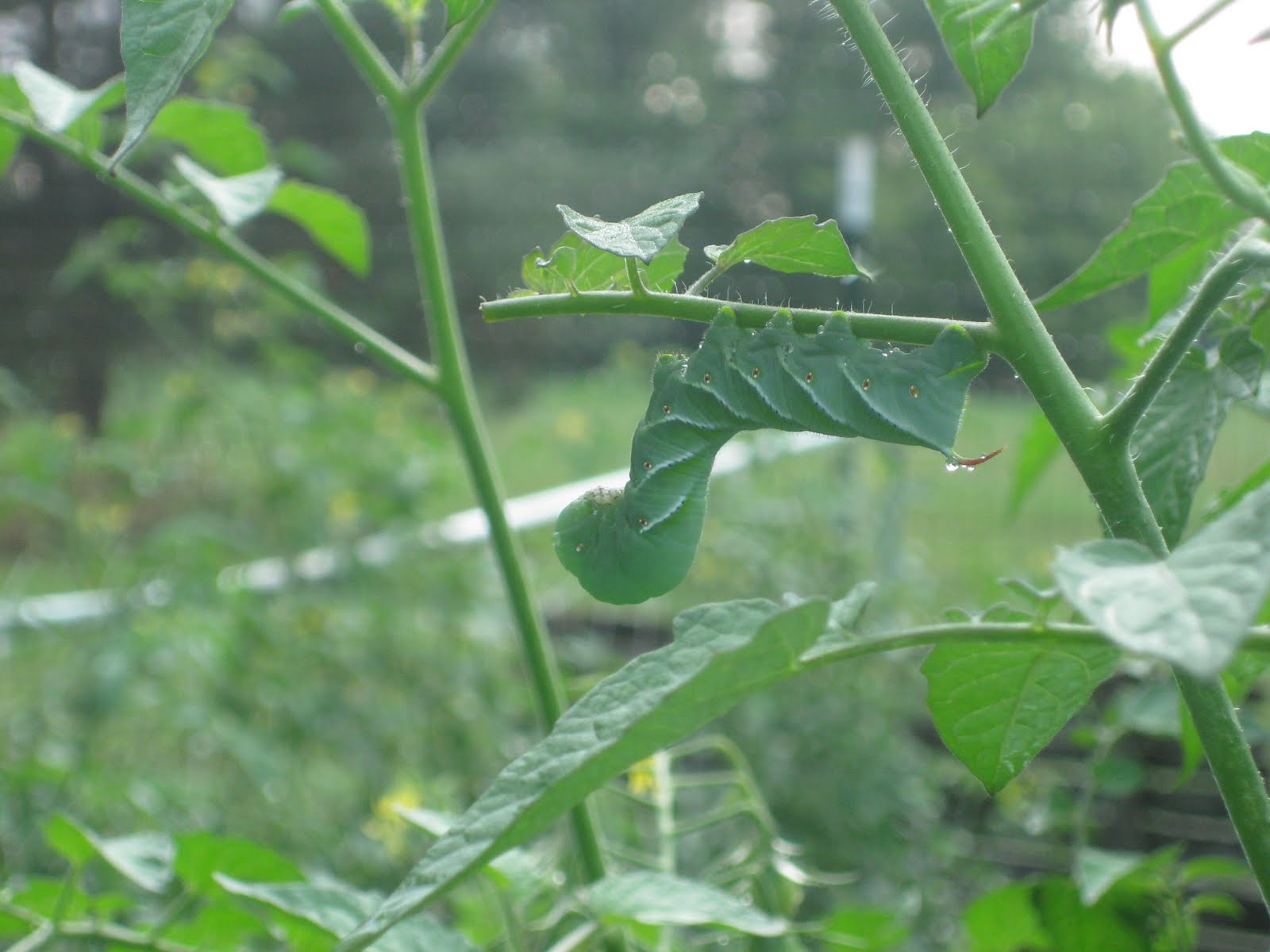 bearded-dragon-hornworms-image-2.jpg
