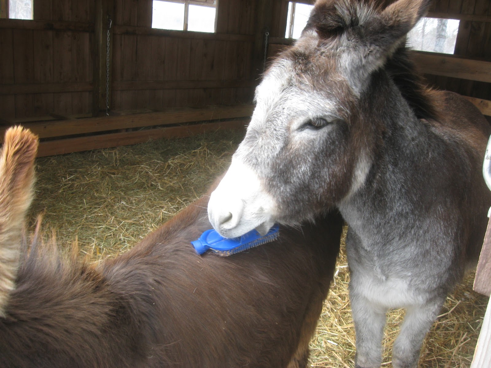 The Dancing Donkey Proper Grooming Part 2 Professional Help
