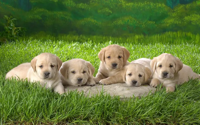 Vijf schattige hondjes op het gras